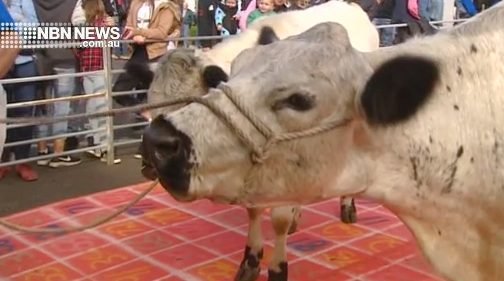 Beef online casino - Unsere Erfahrungen mit Beef Casino Online Deutschland - Echtheit und Bonus
